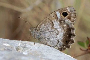 Hipparchia statilinus imago