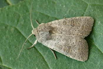 Hoplodrina ambigua imago