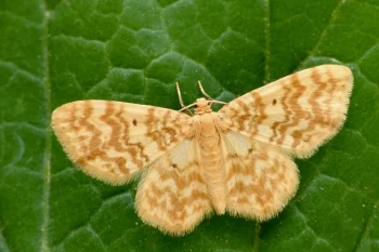 Hydrelia flammeolaria imago