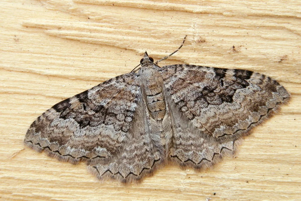 Hydria cervinalis imago
