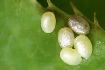 Hydria cervinalis ova