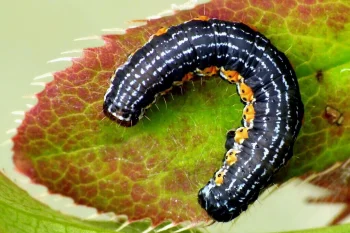 Hydria cervinalis larva