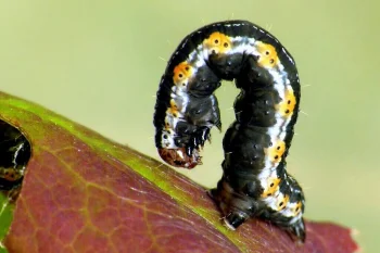 Hydria cervinalis larva