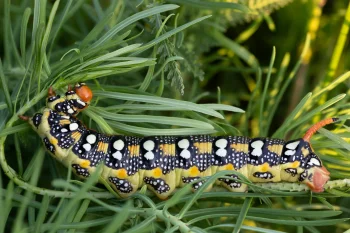 Hyles euphorbiae imago