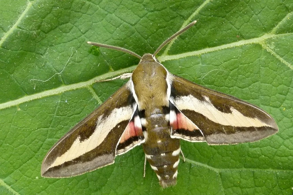 Hyles gallii imago