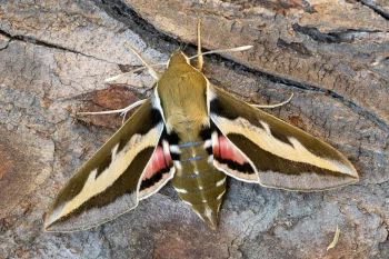 Hyles gallii imago