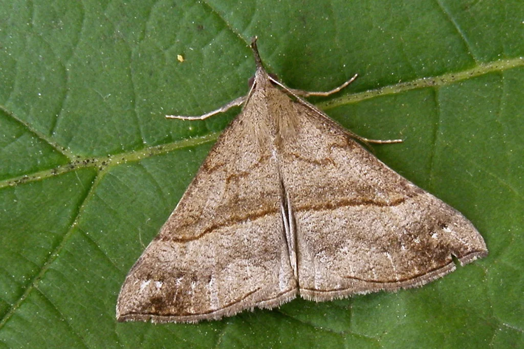 Hypena proboscidalis imago