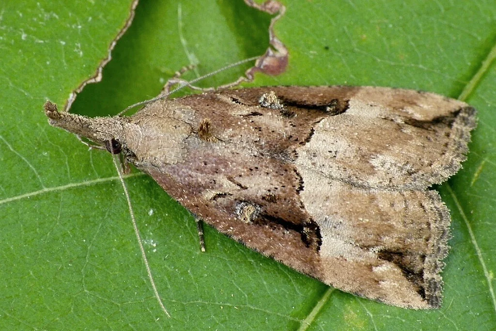 Hypena rostralis imago