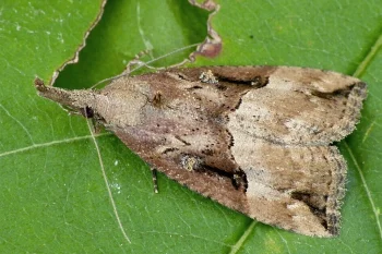 Hypena rostralis imago