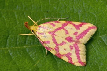 Hypercallia citrinalis imago