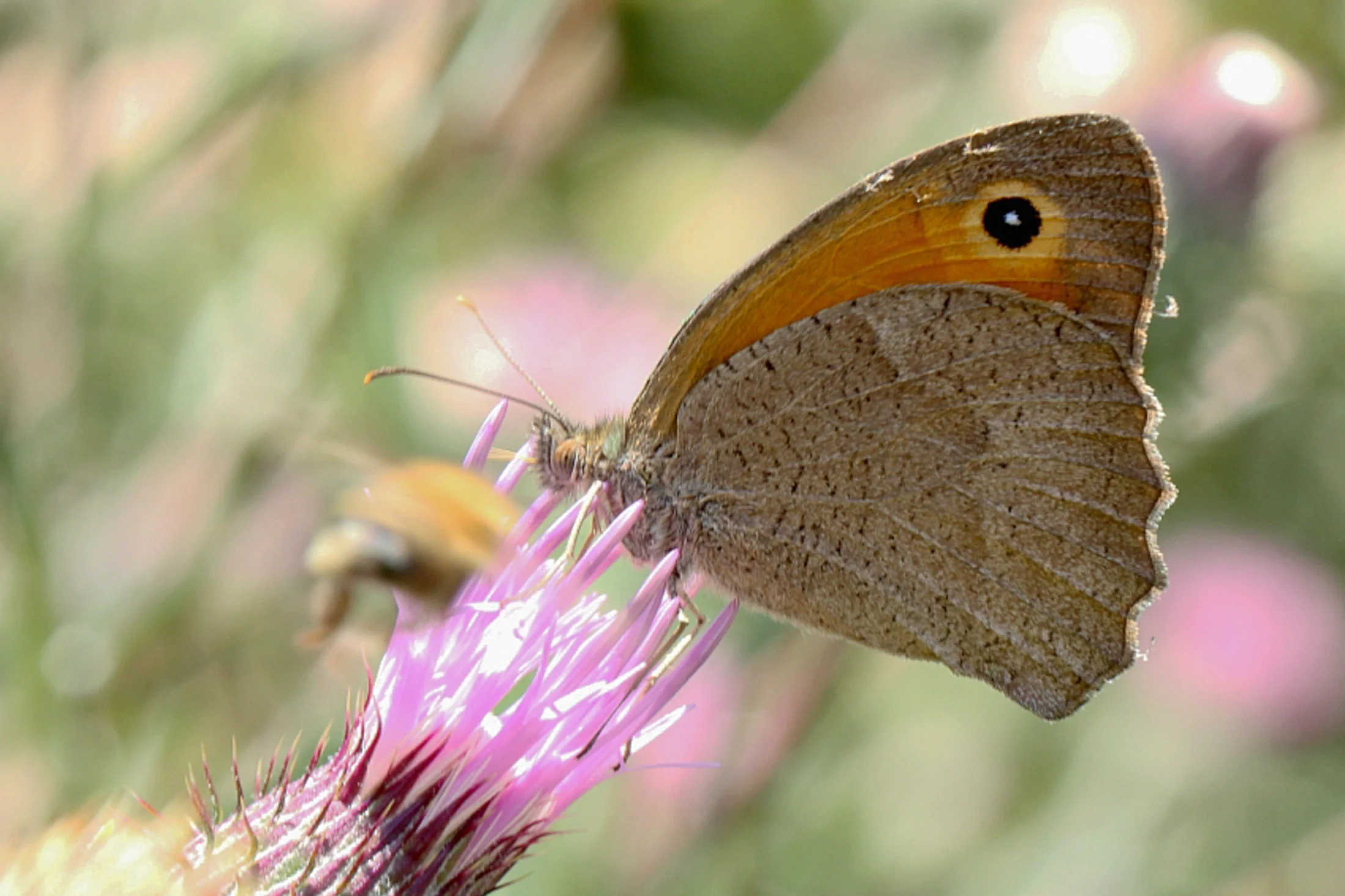 Hyponephele lupina imago