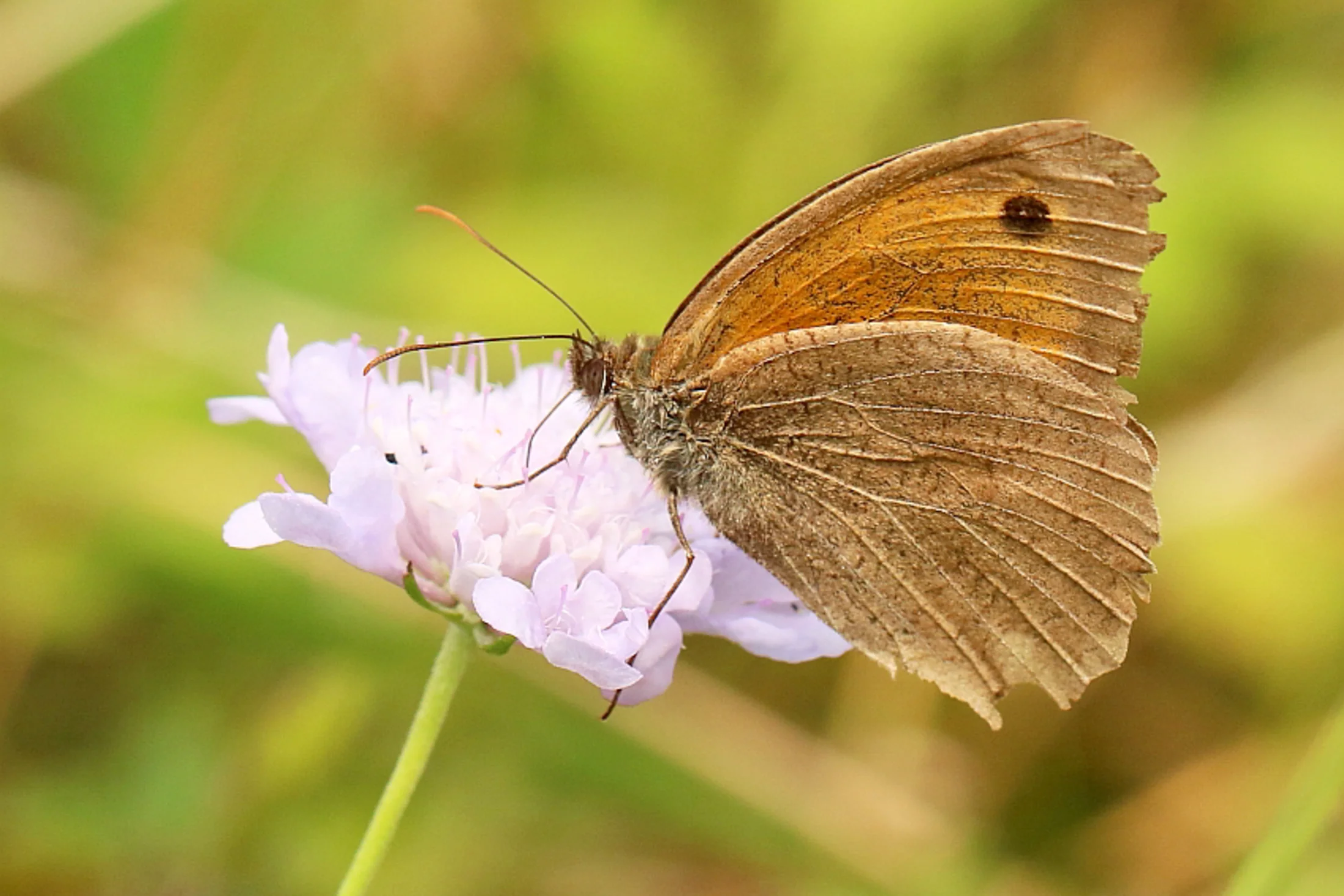 Hyponephele lycaon imago