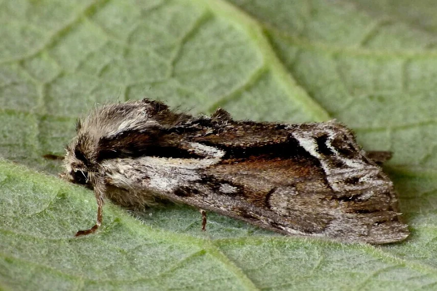 Hyppa rectilinea imago