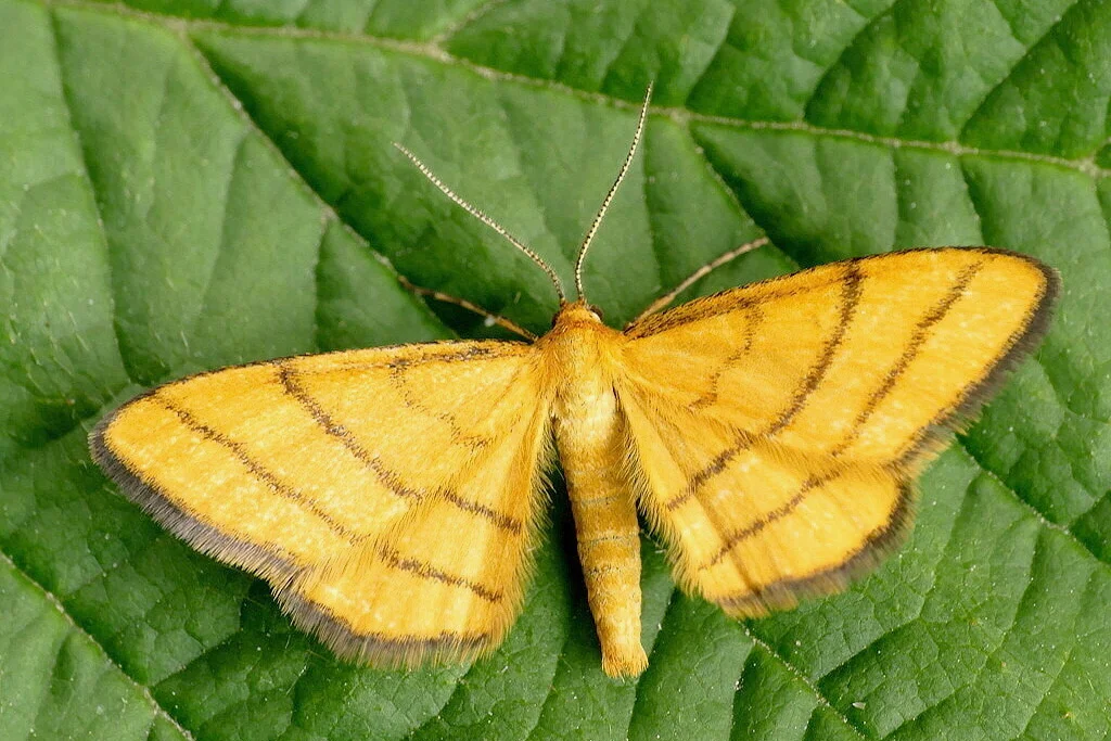 Idaea aureolaria imago