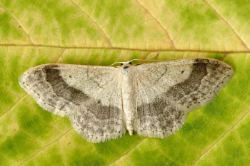 Idaea aversata imago