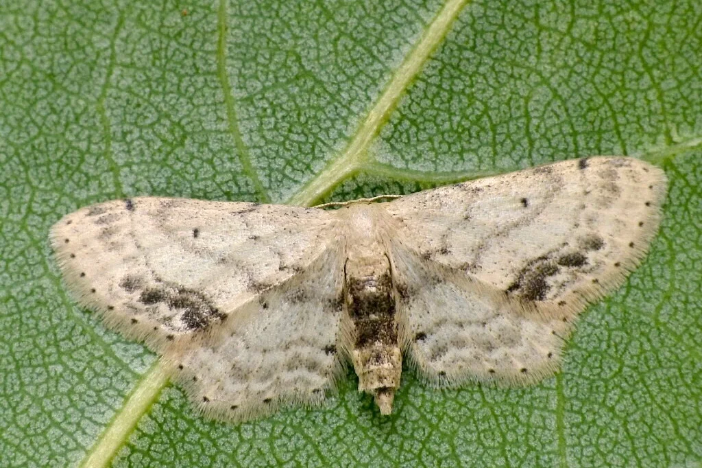 Idaea dimidiata imgo