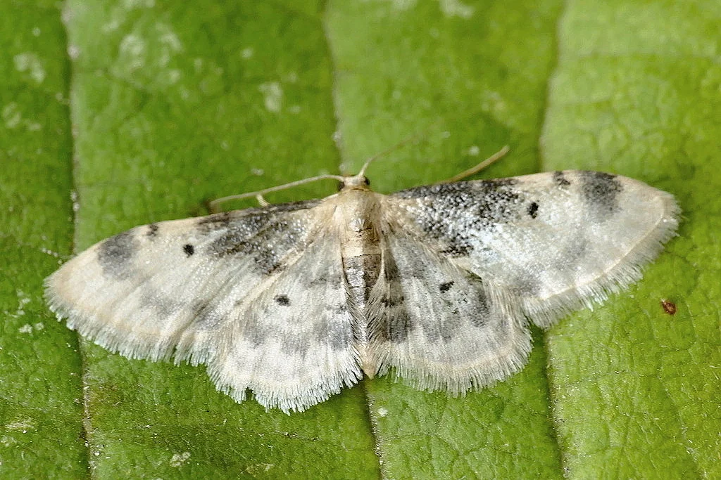 Idaea filicata imago