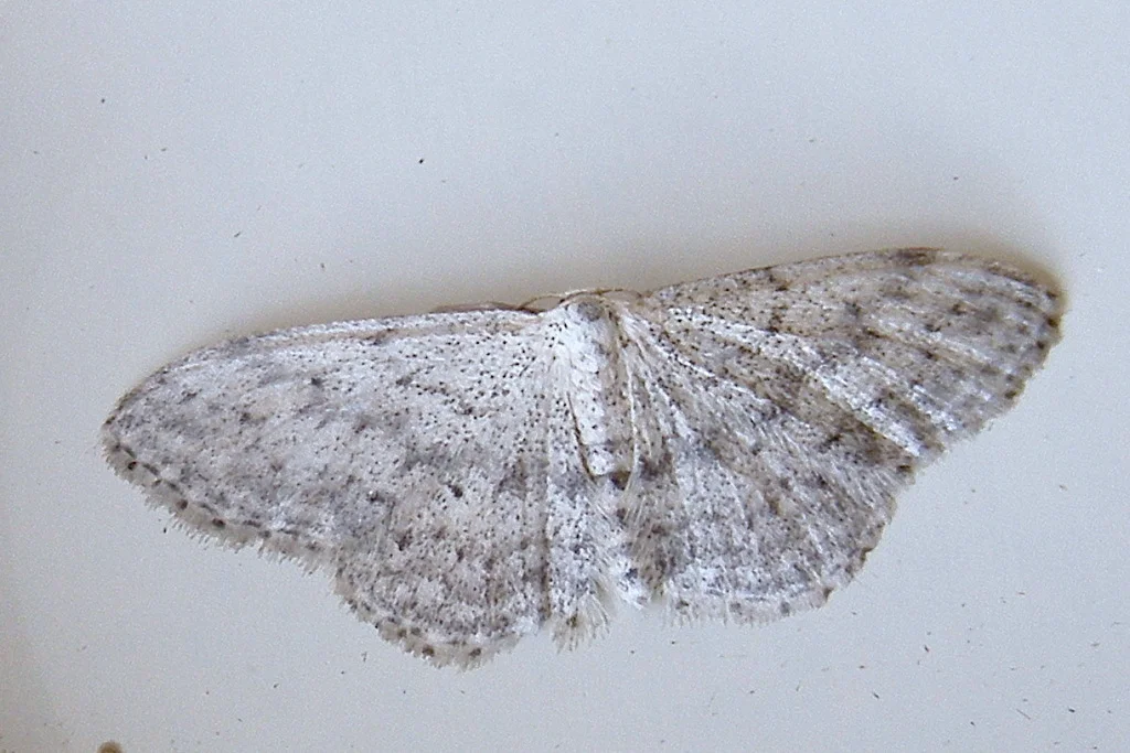 Idaea seriata imago
