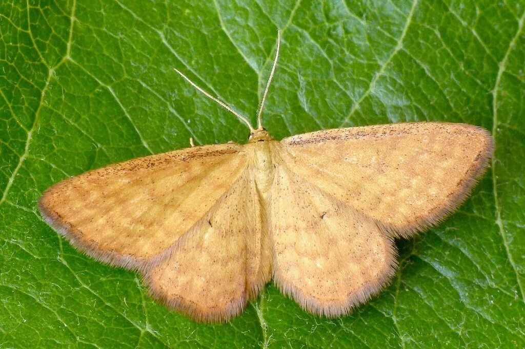 Idaea serpentata imago