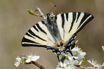 Iphiclides podalirius imago