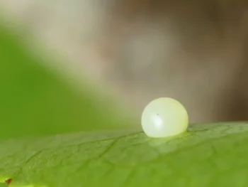 Iphiclides podalirius ova