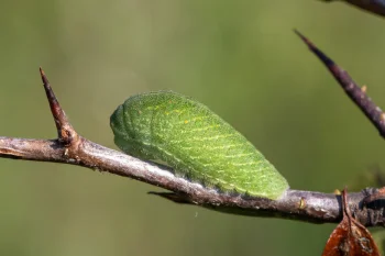 Iphiclides podalirius larva