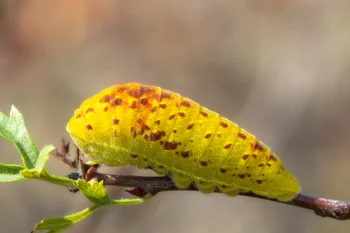 Iphiclides podalirius larva