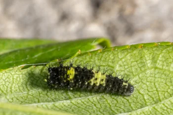 Iphiclides podalirius larva