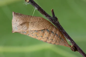 Iphiclides podalirius pupa