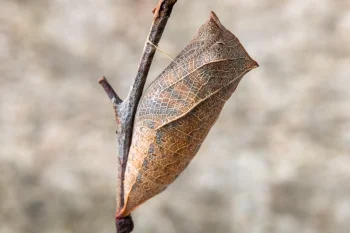 Iphiclides podalirius pupa