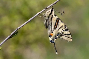 Iphiclides podalirius imago