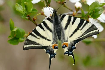 Iphiclides podalirius imago