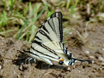 Iphiclides podalirius imago