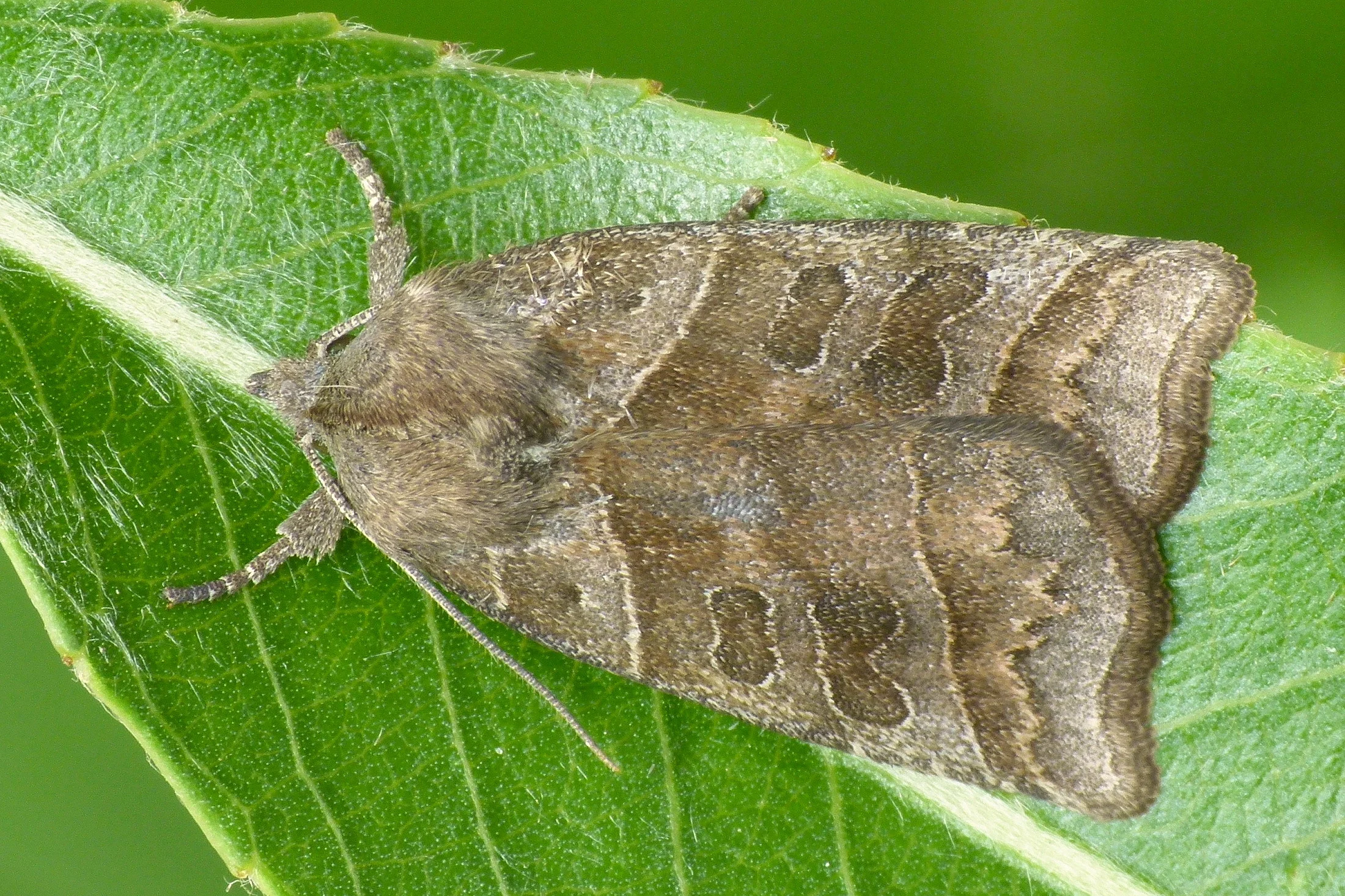 Ipimorpha retusa imago