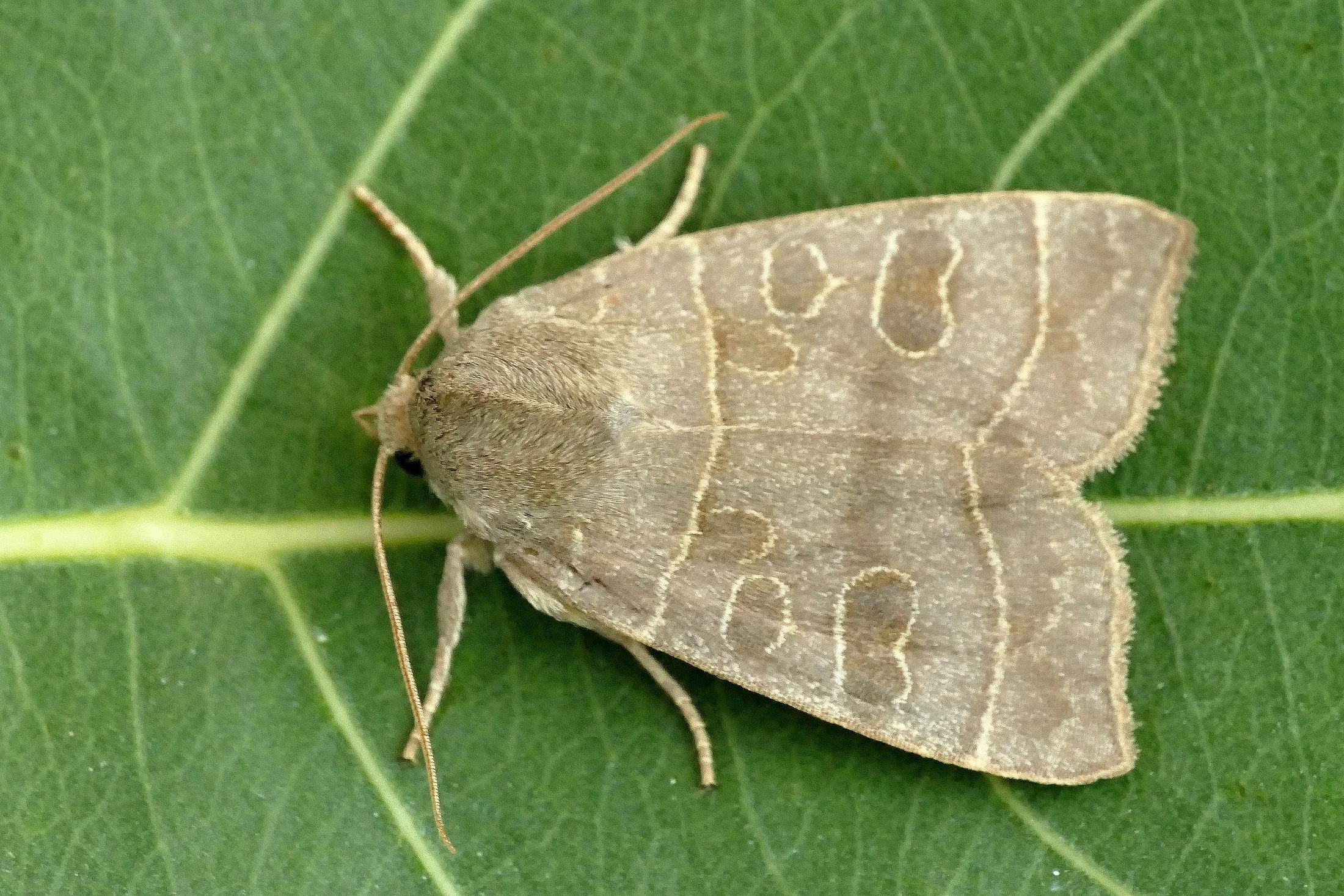 Ipimorpha subtusa imago