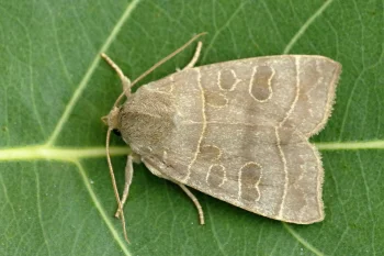 Ipimorpha subtusa imago