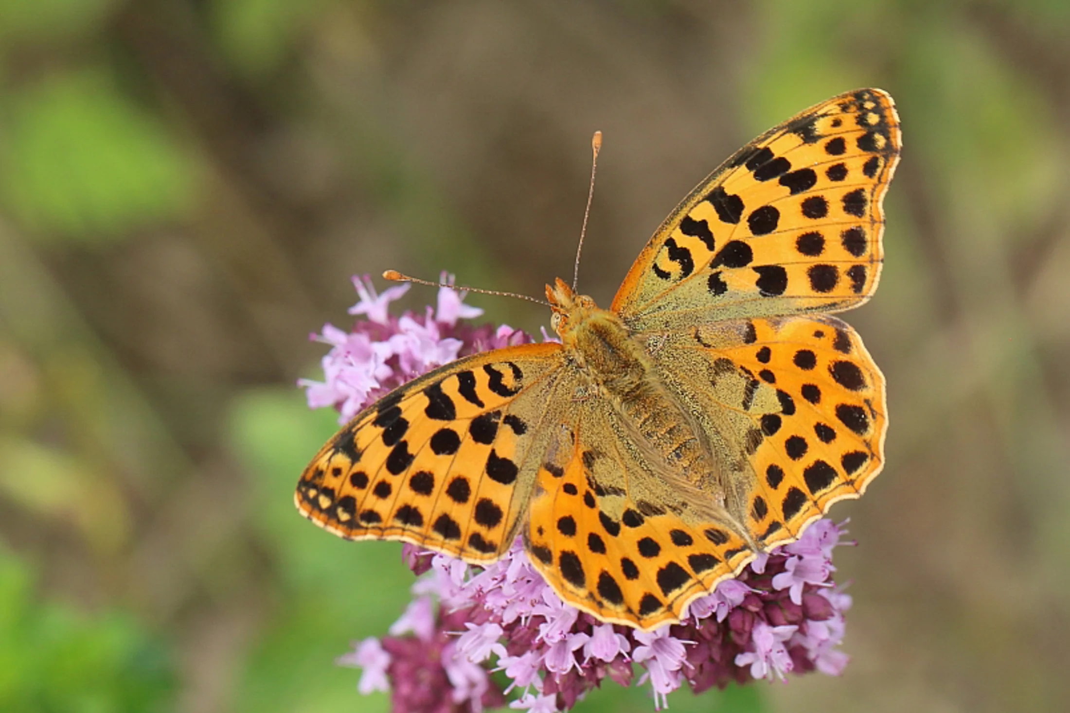 Issoria lathonia imago