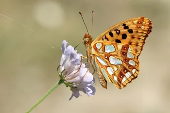 Issoria lathonia imago