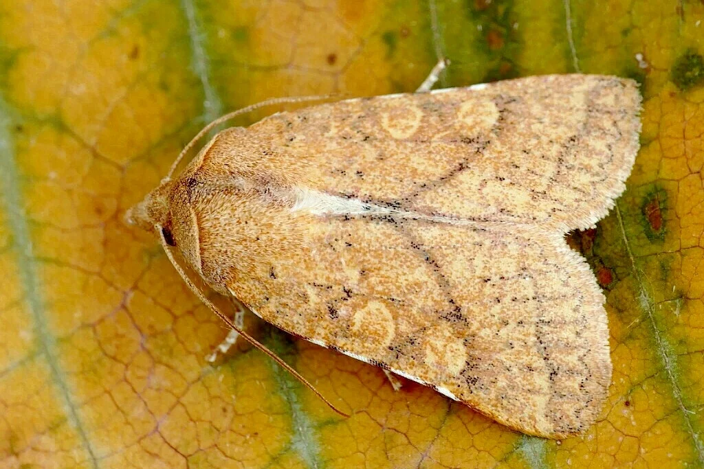 Jodia croceago imago