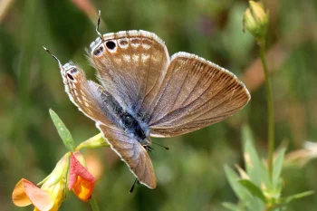 Lampides boeticus imago