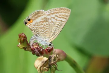 Lampides boeticus