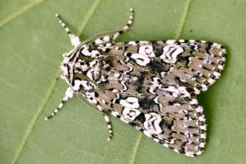 Lamprosticta culta imago