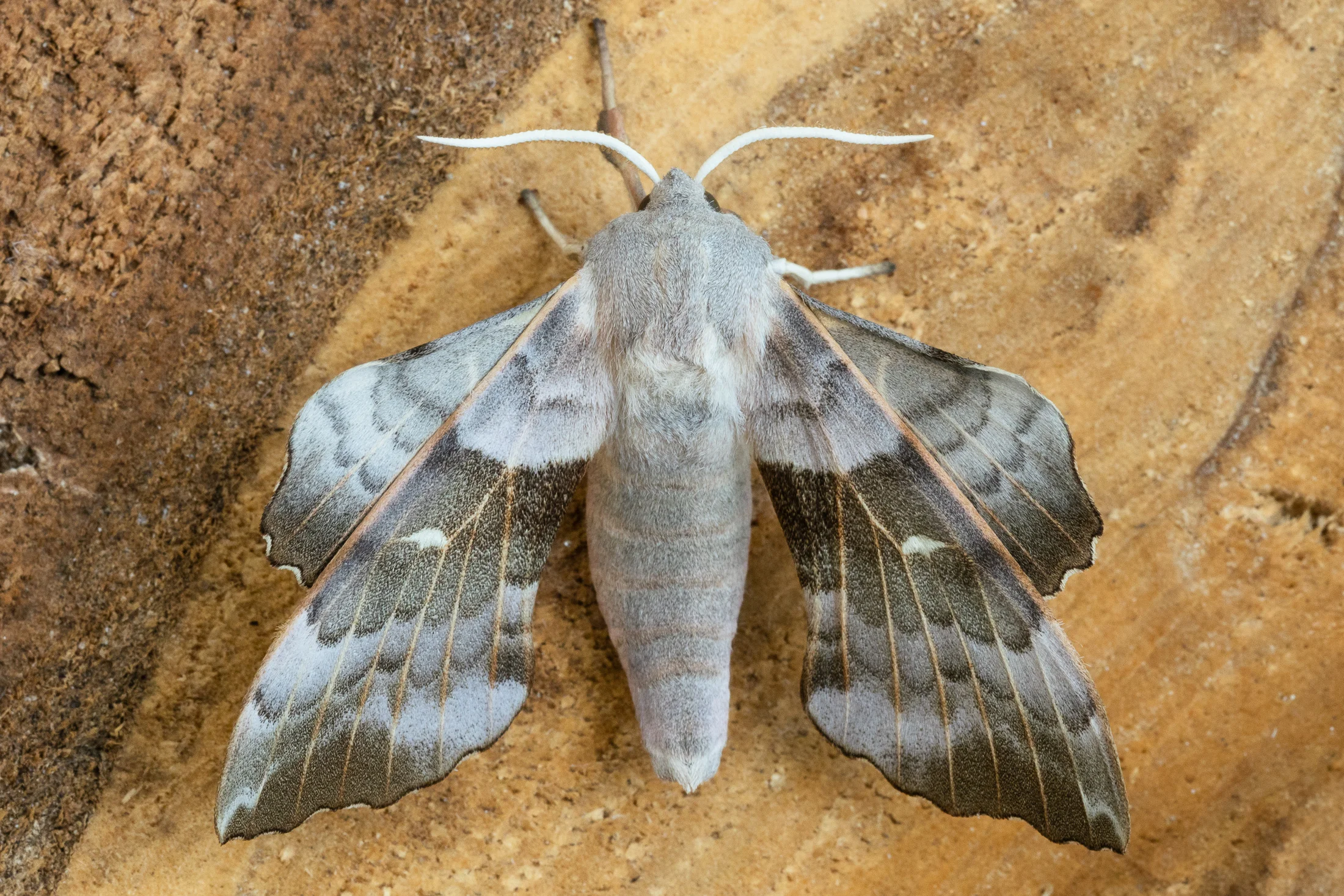Laothoe populi imago