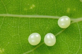 Laothoe populi ova