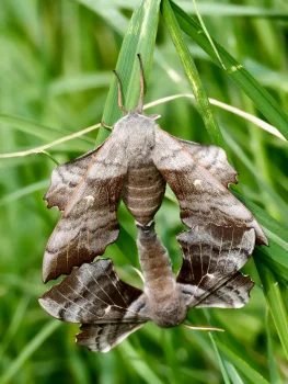 Laothoe populi par