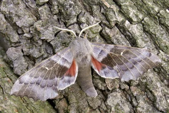 Laothoe populi imago