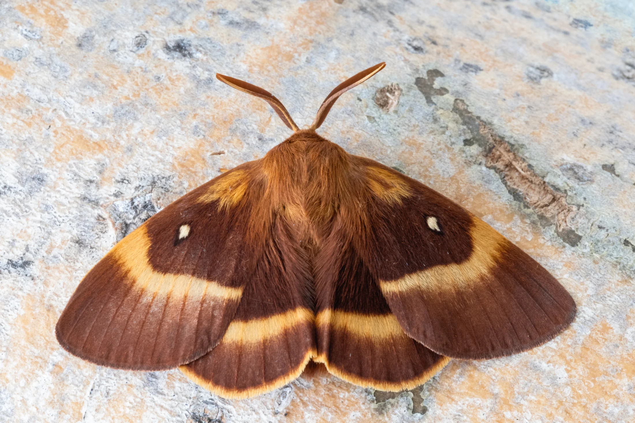 Lasiocampa quercus imago