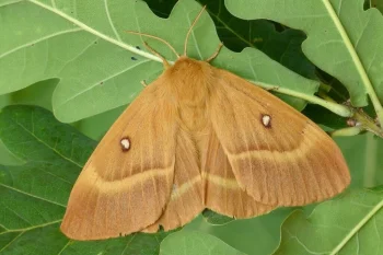 Lasiocampa quercus imago