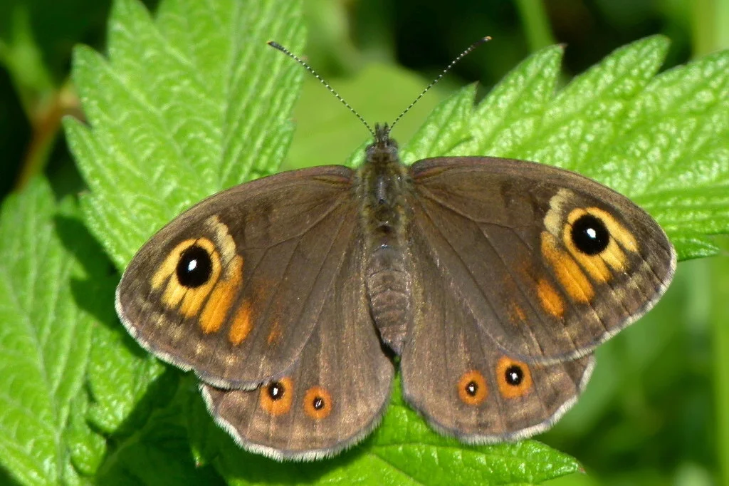 Lasiommata maera imago