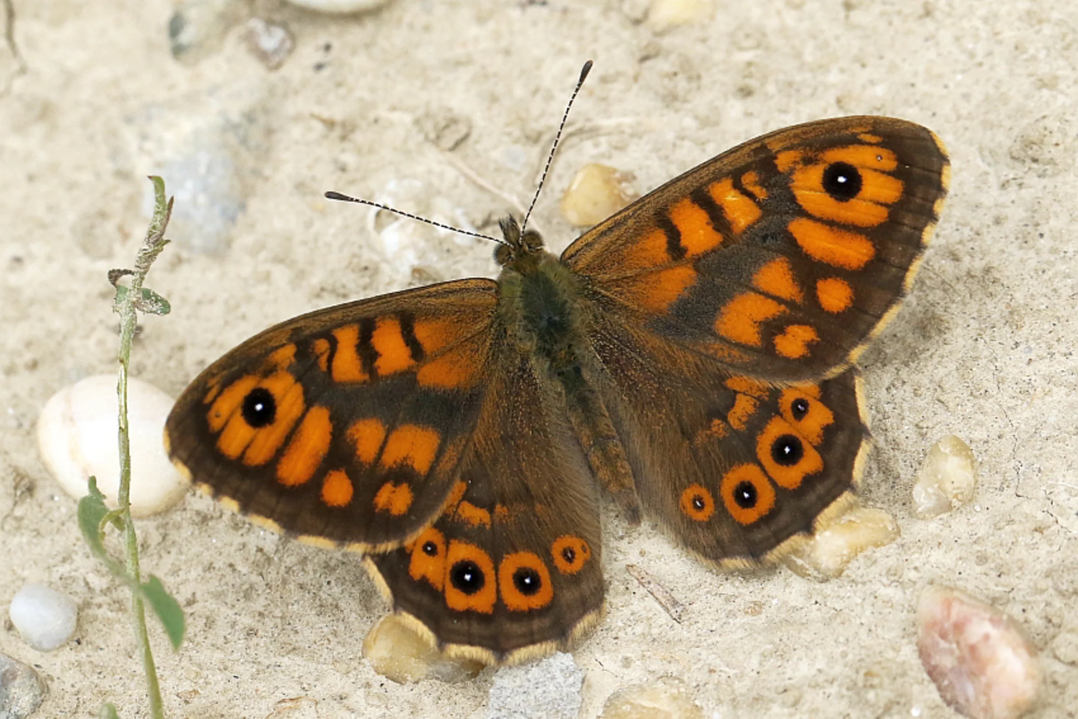 Lasiommata megera imago